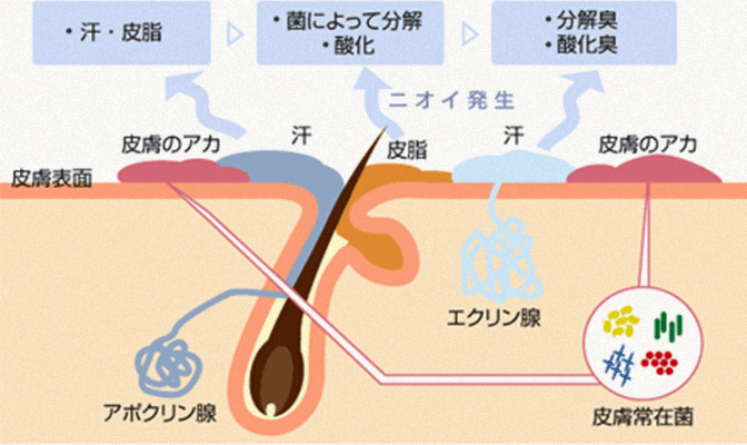 Q2.辛いものを食べて出る汗はニオイにくい？