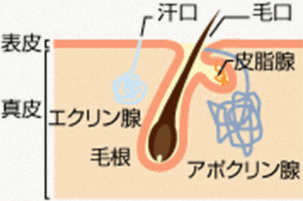 Q3.「汗のニオイ＝フェロモン」なの？